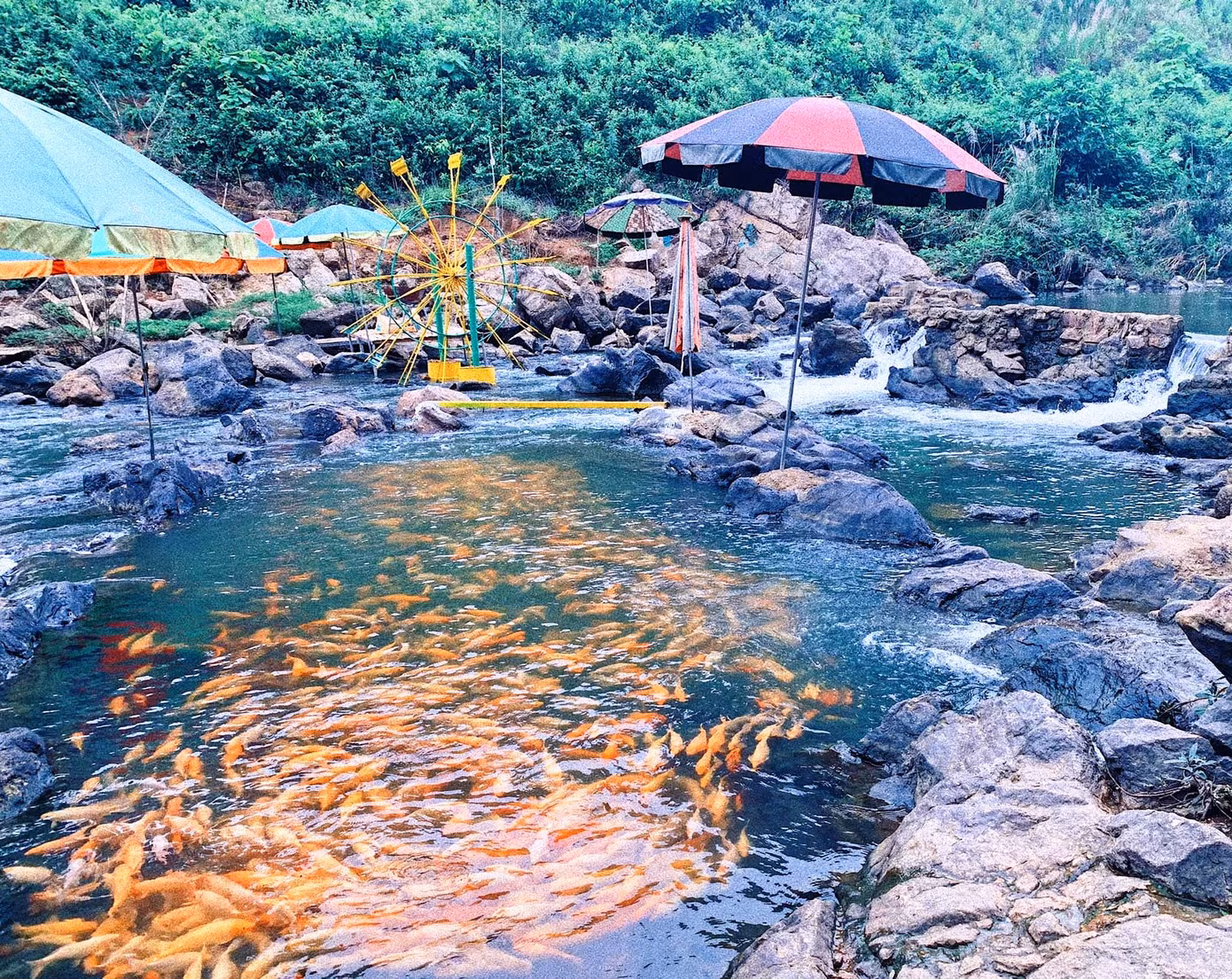 Từ việc tận dụng các khe suối nuôi cá vàng thỏa mãn đam mê, thế nhưng nơi đây lại được mọi người quan tâm và đón nhận, nhất là các bạn trẻ. Từ đó, chủ trang trại đã mạnh dạn đầu tư thêm cá.