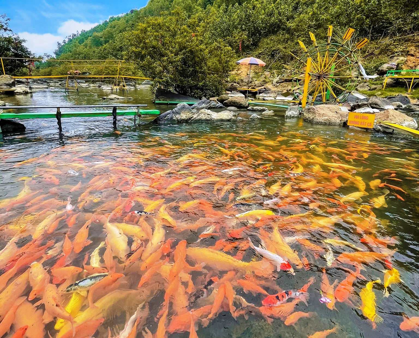 Hiện đàn cá vàng dưới suối tại Khe Tọ có tổng trọng lượng trung bình từ 1,5 – 1,8 tấn, hàng chục nghìn con cá với hình thù khác nhau, đủ màu sắc, nặng từ 1- 5 kg.