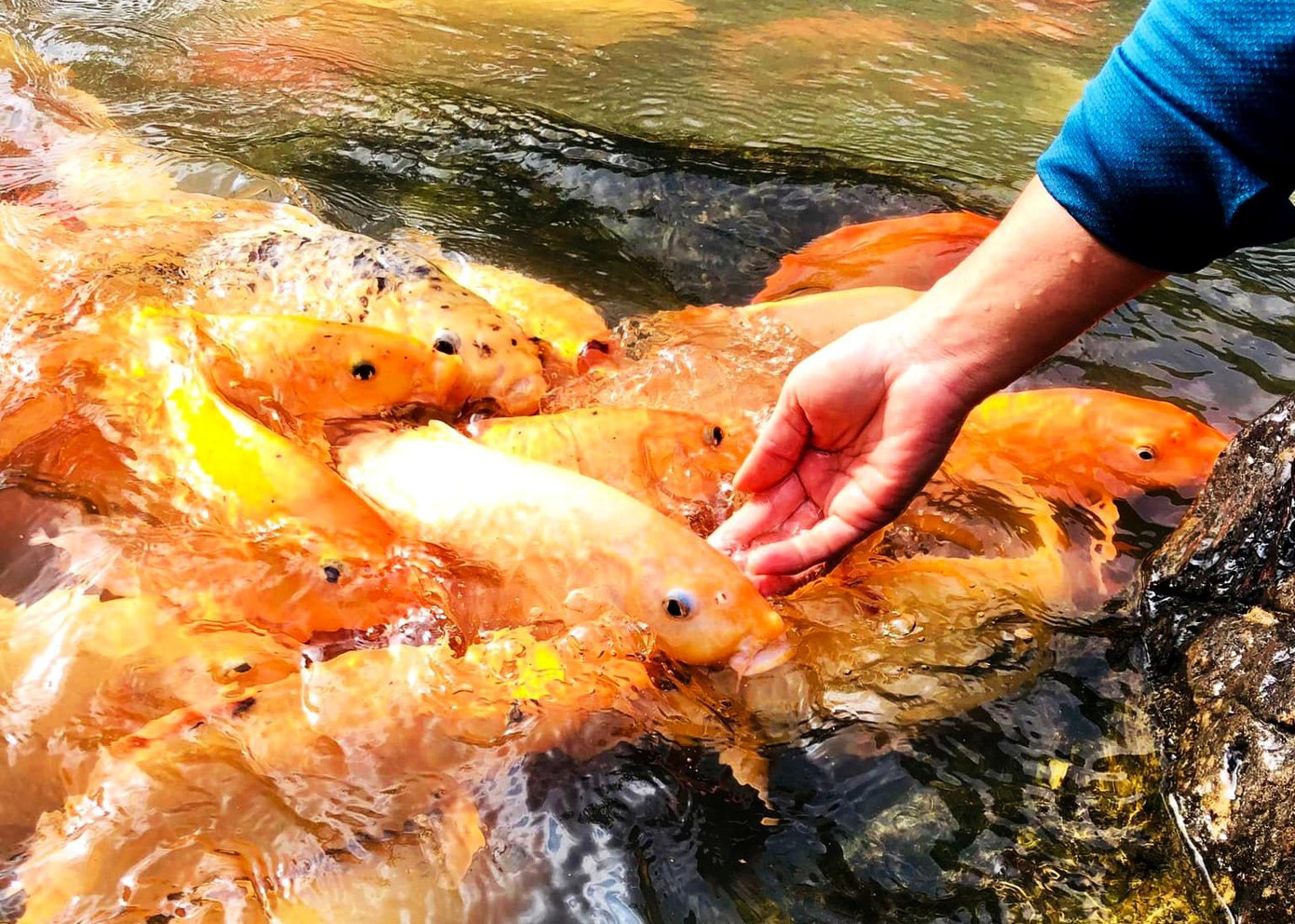 Du khách có thể vuốt ve những chú cá vàng óng ánh dưới làn nước trong xanh.