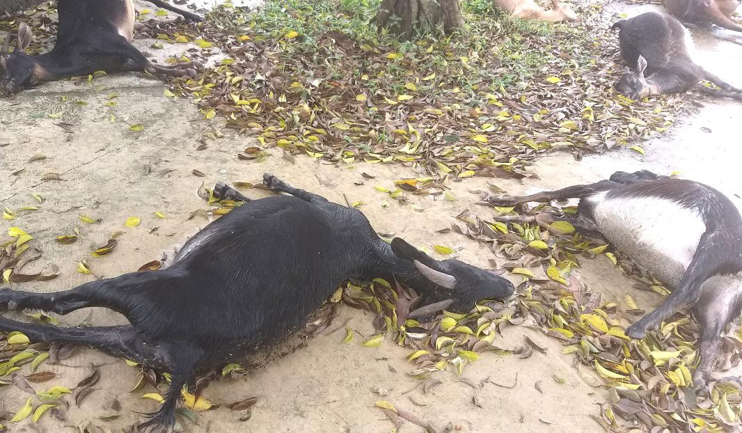 Nghi bị kẻ xấu bỏ thuốc, bà Thu đã trình báo công an điều tra