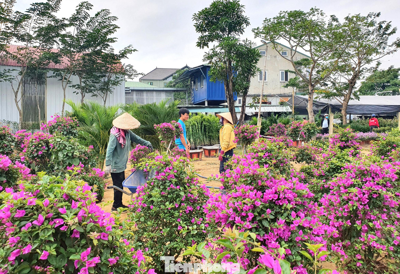 Dù còn hơn 2 tháng nữa mới đến Tết Nguyên đán 2022, song nhiều nhà vườn nơi đây đã bắt đầu nhập về số lượng lớn hoa tết để phục vụ nhu cầu của khách hàng.