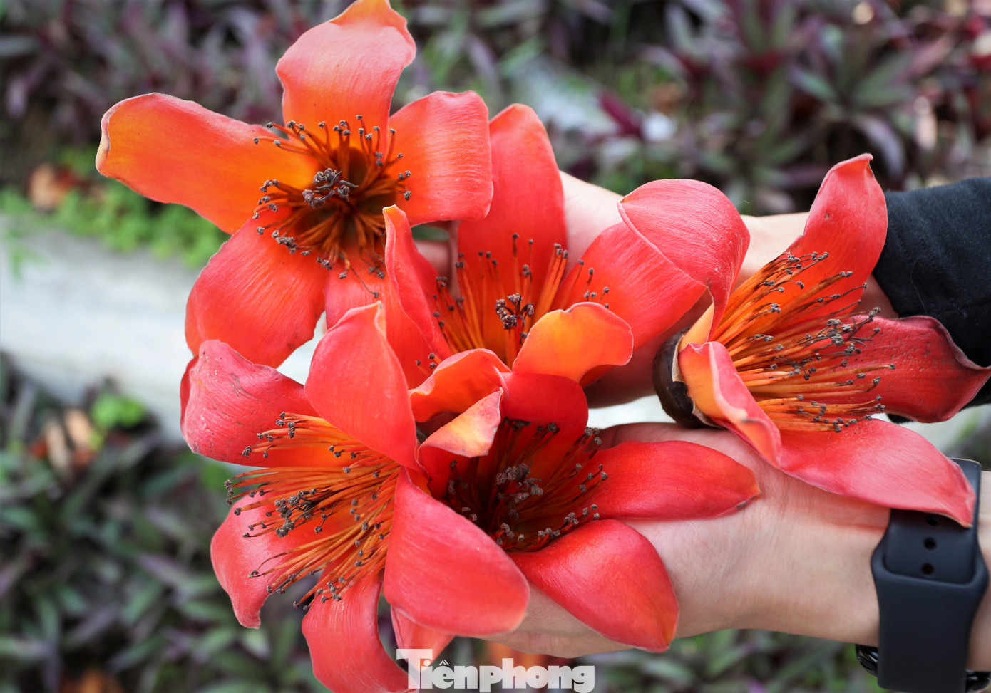 Hoa gạo còn gọi là hoa mộc miên. Hoa có 5 cánh với màu sắc đỏ thắm. Hoa bắt đầu nở từ đầu tháng 3 và kéo dài đến giữa tháng 4. Khi hoa kết hạt, hạt và bụi bông trắng theo gió bay lãng đãng trắng trời để lại ươm mầm thành cây.