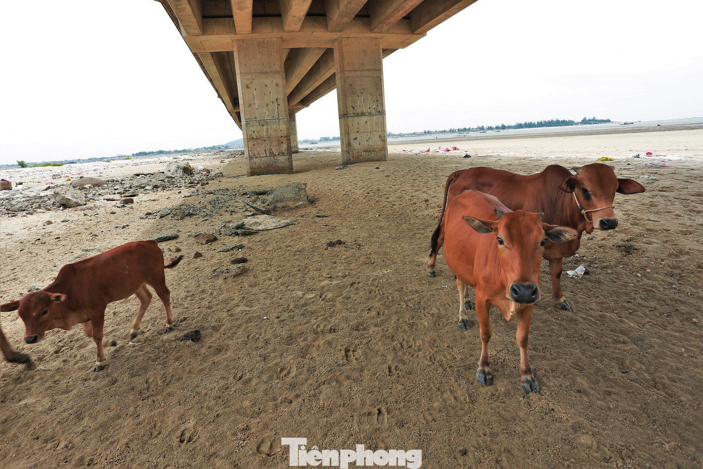 Lãnh đạo UBND xã Cẩm Lĩnh (huyện Cẩm Xuyên) cho biết người dân nhiều lần ý kiến và mong khơi thông mở rộng luồng lạch dưới chân cầu Cửa Nhượng để thuận tiện cho việc tàu thuyền di chuyển. Xã cũng đã báo cáo huyện và đang tổng hợp kiến nghị để trình lên các cấp có thẩm quyền và chủ đầu tư dự án là Sở GTVT để cho phương án giải quyết.