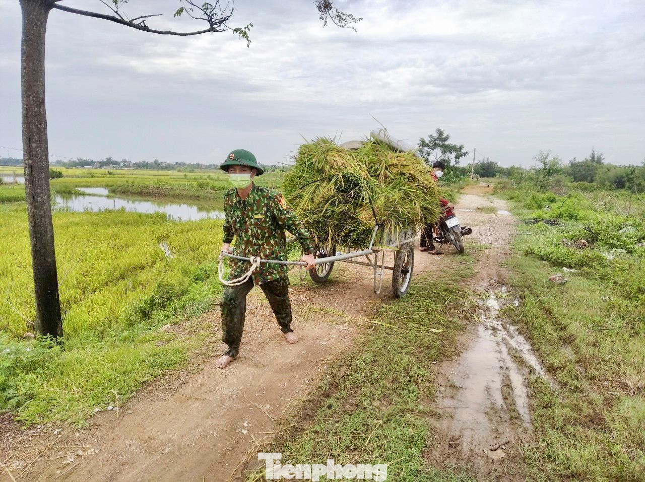 Nhiều gia đình ở xa, cán bộ, chiến sĩ giúp dân vận chuyển lúa về tránh thời tiết mưa gió. Nhiều gia đình ở xa, cán bộ, chiến sĩ giúp dân vận chuyển lúa về tránh thời tiết mưa gió.