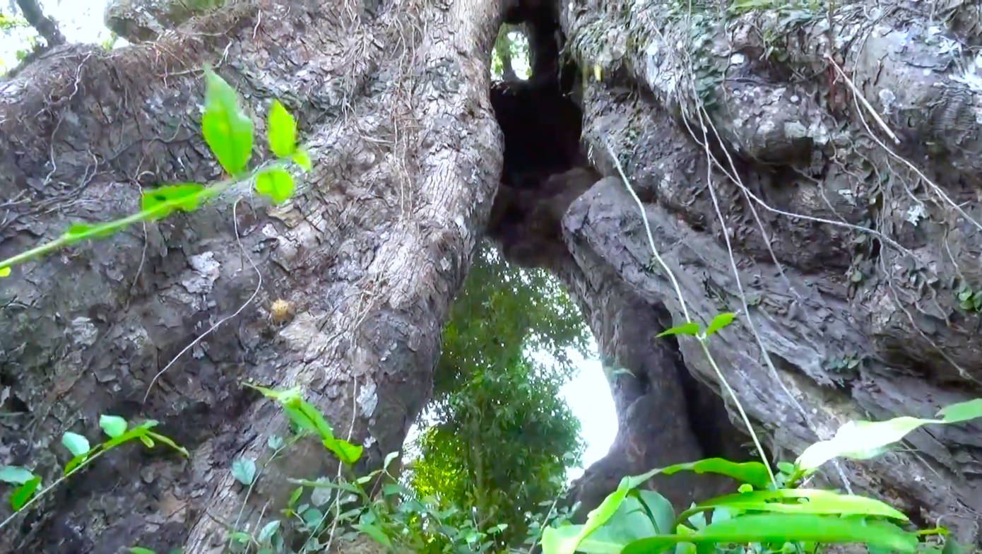 Thân cây sần sùi, nhuốm màu chứng tích thời gian.