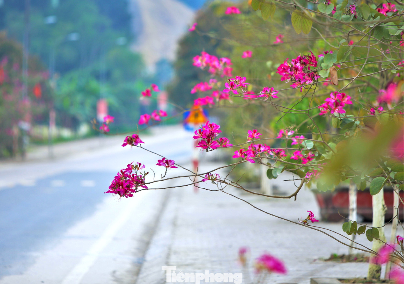 Hoa ban có nhiều loại, trong đó chủ yếu là loại hoa ban đỏ.