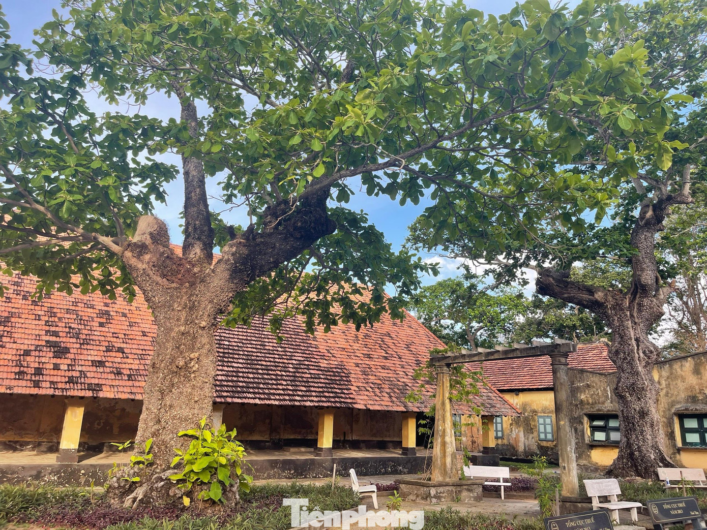 Những cây bàng di sản rất đỗi thiêng liêng đối với các chiến sĩ cách mạng bị giam tù ở nơi này. Nó tiếp thêm sức mạnh cho những con người yêu nước thực hiện lí tưởng cách mạng cao đẹp.