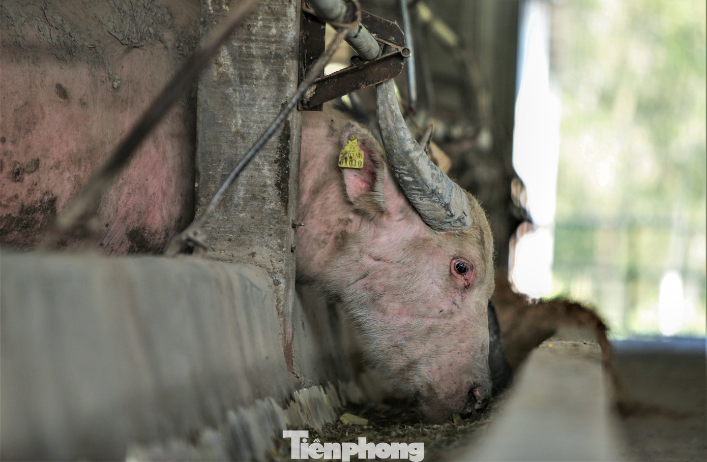 "Chủ trang trại đã bỏ số vốn lớn để đầu tư song hai năm qua, do gặp nhiều khó khăn về dịch bệnh và thị trường khiến giá trâu thịt giảm trong khi thức ăn và giống thì giá khá cao. Tuy nhiên, nếu đảm bảo được sự ổn định giá và tìm kiếm được thị trường, mô hình này sẽ là xu hướng phát triển tốt. Thời gian tới huyện sẽ cùng phối hợp tìm kiếm thị trường và các chính sách phù hợp để mô hình thêm sự phát triển", lãnh đạo UBND huyện Hương Khê bày tỏ.