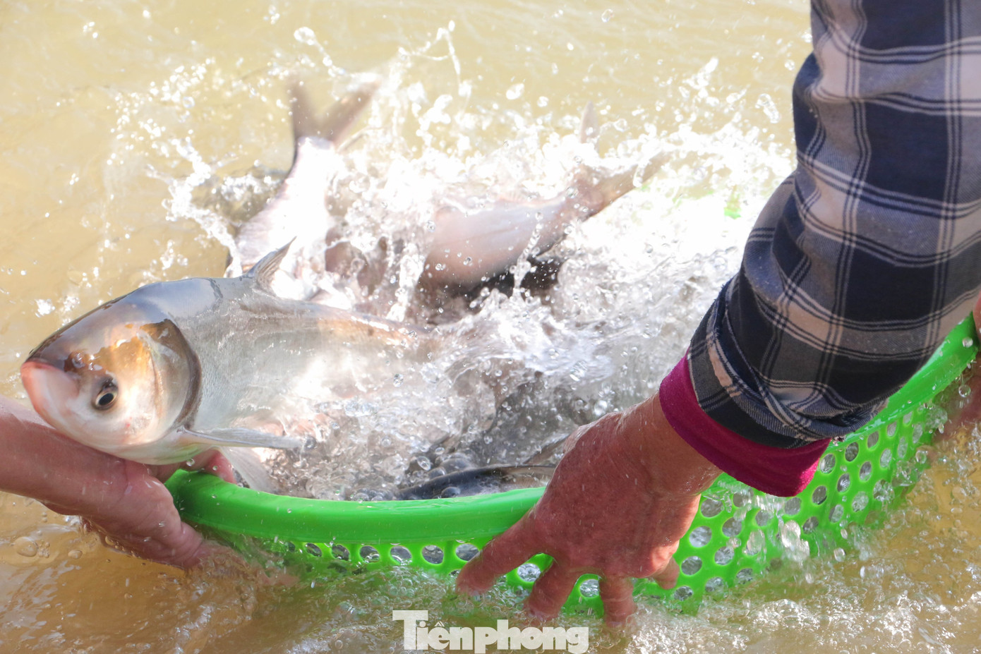 Cá được phóng sinh có nhiều loại to nhỏ khác nhau, nhưng con nào cũng đã được lựa chọn khỏe mạnh để đảm bảo phát triển tốt khi về với thiên nhiên.
