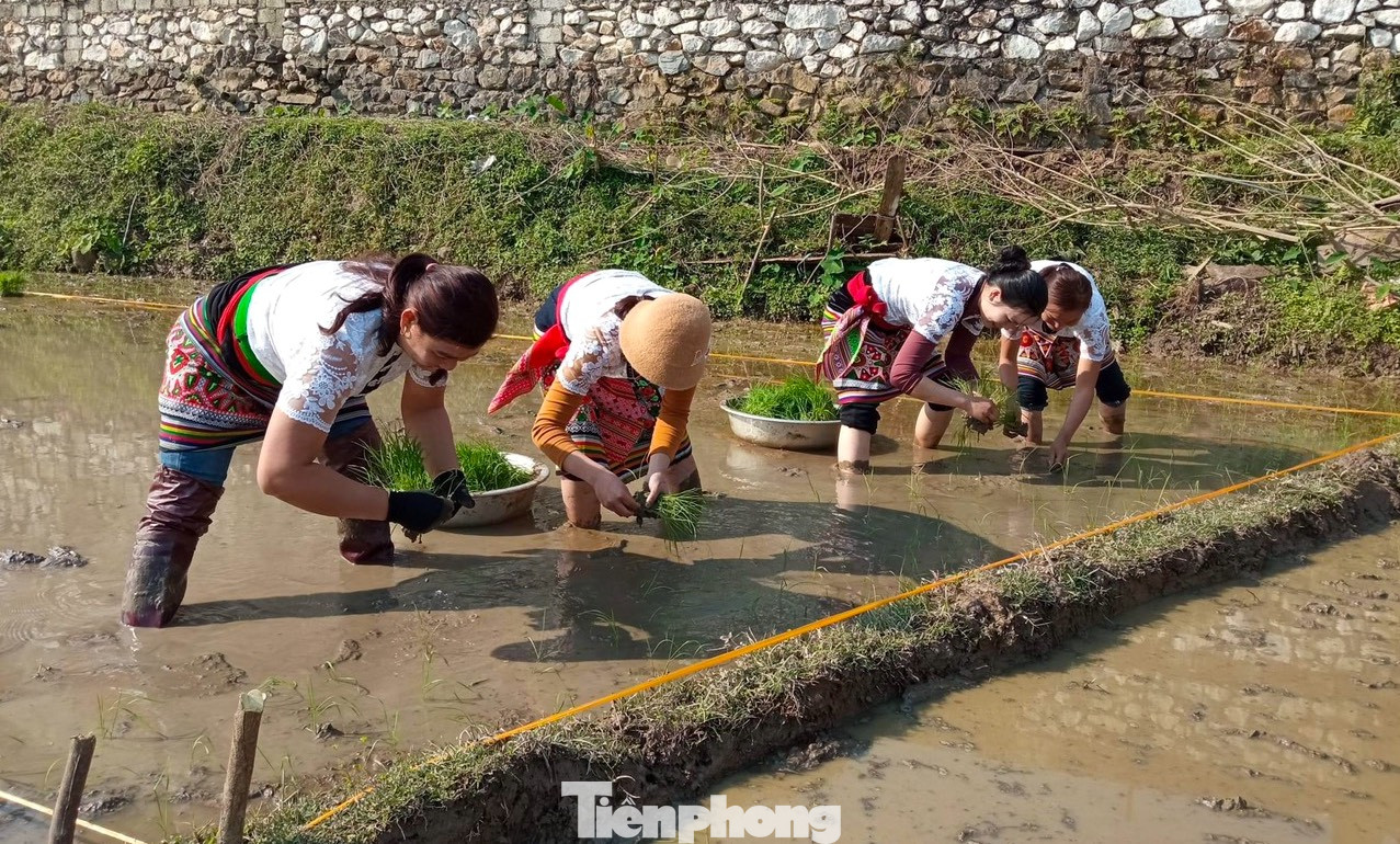 Cuộc thi sẽ tổ chức trên một diện tích ruộng đã được giăng dây sẵn với diện tích bằng nhau. Đội nào cấy nhanh nhất, đẹp nhất, đúng kỹ thuật nhất sẽ là đội chiến thắng. Cuộc thi sẽ tổ chức trên một diện tích ruộng đã được giăng dây sẵn với diện tích bằng nhau. Đội nào cấy nhanh nhất, đẹp nhất, đúng kỹ thuật nhất sẽ là đội chiến thắng.