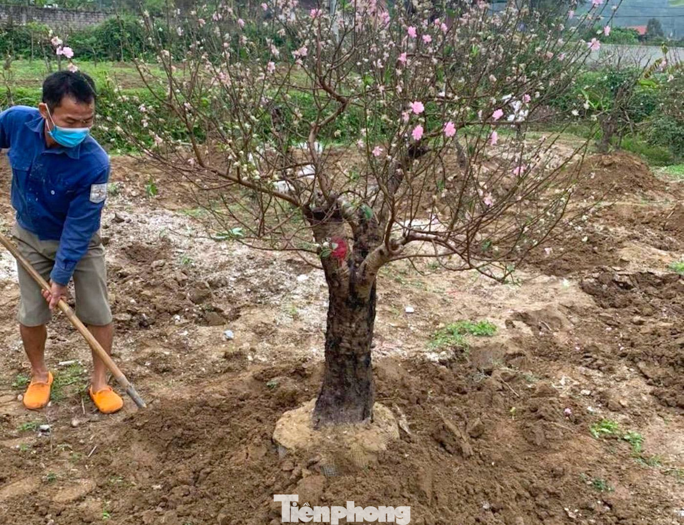 Anh Đậu Văn Long (trú xã Hưng Yên Nam, huyện Hưng Nguyên, Nghệ An) cho biết, đây là năm thứ 5 anh nhận chăm sóc đào sau tết. Khách gửi chủ yếu là những gốc đào có giá trị lớn. Tuy nhiên, không phải khách nào anh cũng nhận mà phải đến xem xét cẩn thận tình hình sức khỏe của cây rồi báo giá.