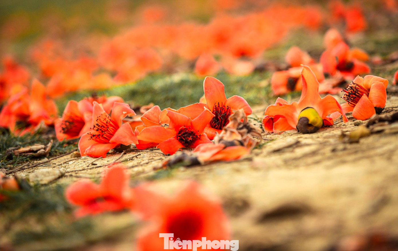 Hoa gạo có 5 cánh, bung nở rực rỡ