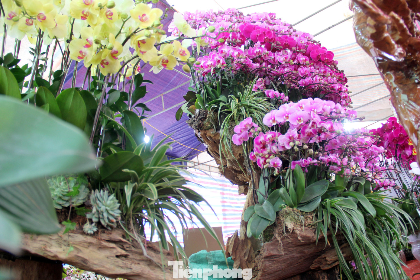 Chậu lan độc đáo được kết từ hàng trăm cành lan có giá 70 triệu đồng.
