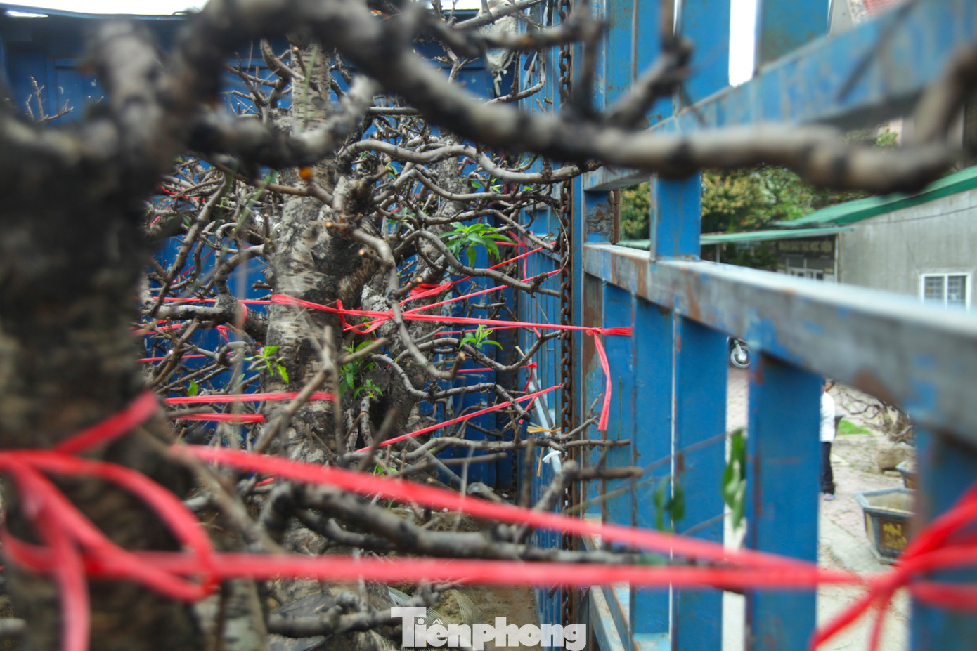 Đào được vận chuyển bằng xe thùng. Nhóm thợ sẽ dùng dây để chằng néo cẩn thận, tránh cây bị đỗ, gãy trong quá trình di chuyển.