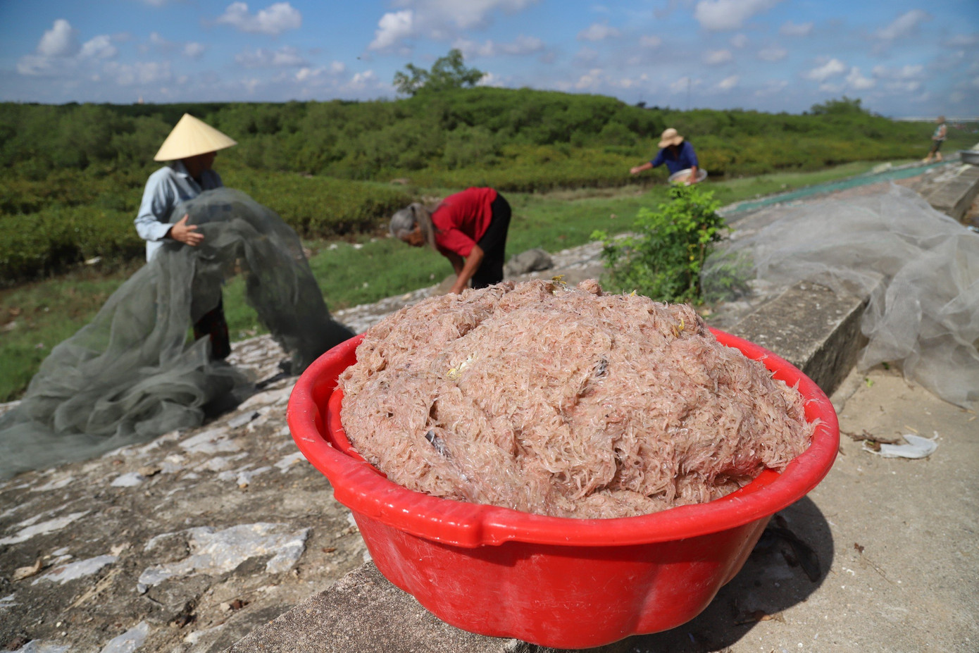 “Ruốc biển khi bán cho thương lái tại bến bãi thì có giá từ 9.000 - 10.000 đồng/kg, nếu nhập vào cho các cơ sở chế biến hải sản trên địa bàn thì giá thấp hơn. Trung bình, mỗi bè mảng đánh bắt được từ 1-2 tạ/chuyến, trừ chi phí nhiên liệu cũng thu lãi tiền triệu”, ngư dân Phạm Văn Sỹ, xóm Thái Thịnh, xã Diễn Kim (huyện Diễn Châu, Nghệ An) cho biết.