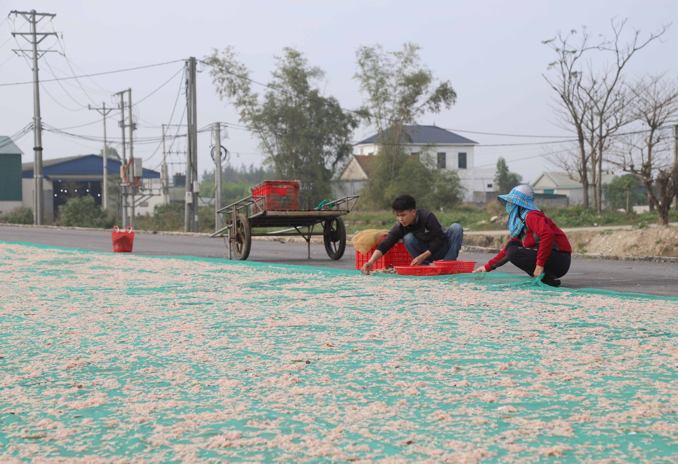 Những sân phơi ruốc khô dễ bắt gặp tại vùng bãi ngang Diễn Châu mùa ruốc biển