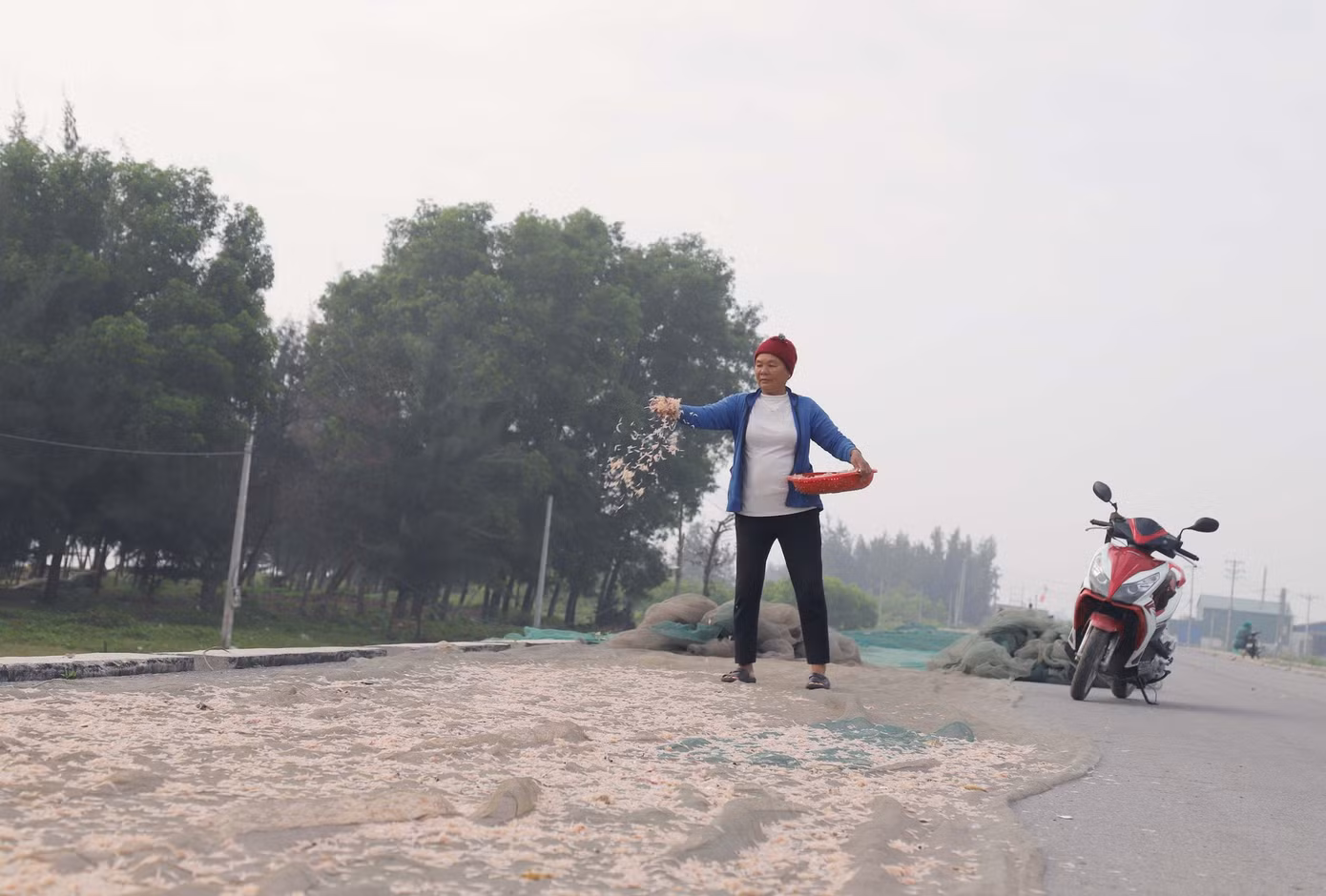 Ngoài bán ruốc tươi cho thương lái, ngư dân còn làm ruốc khô để bán dần ra thị trường