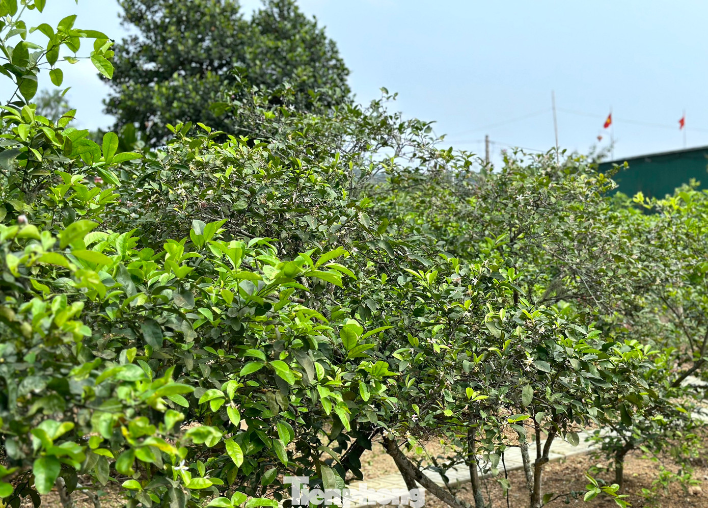 Được biết, các thương lái thu mua lá chanh về để làm gia vị trong các công ty thực phẩm, nhà hàng. Ngoài ra, lá chanh còn được thu mua dùng để làm dược liệu xông giải cảm, nấu tinh dầu phục vụ cho ngành dược…