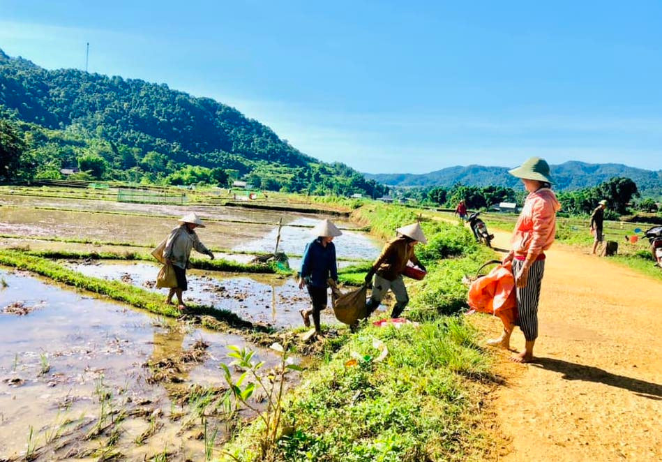 Anh Hà Đức Thịnh - Bí thư đoàn xã Tri Lễ cho biết, các thành viên trong các đội tiến hành bắt ốc bươu vàng trên các thửa ruộng ở bản Cắm. Trong những ngày tới, mọi người sẽ di chuyển đến các bản khác trong xã để bắt, diệt trừ nạn ốc bươu vàng. Anh Hà Đức Thịnh - Bí thư đoàn xã Tri Lễ cho biết, các thành viên trong các đội tiến hành bắt ốc bươu vàng trên các thửa ruộng ở bản Cắm. Trong những ngày tới, mọi người sẽ di chuyển đến các bản khác trong xã để bắt, diệt trừ nạn ốc bươu vàng.