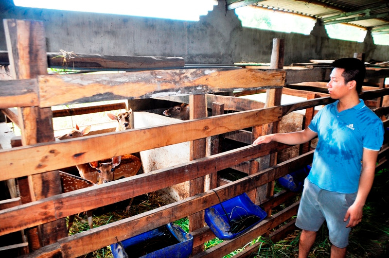 Từ 5 cặp hươu lúc khởi nghiệp, hiện chuồng trại của Quế luôn có 30-40 con.