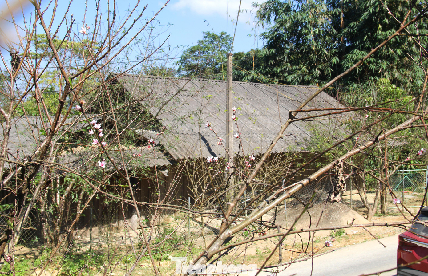Từ việc chỉ trồng đào để làm đẹp, bán quả, nay người dân ở xã biên giới Nghệ An có thu nhập ổn định hơn nhờ bán đào cho người dân chơi Tết. Từ việc chỉ trồng đào để làm đẹp, bán quả, nay người dân ở xã biên giới Nghệ An có thu nhập ổn định hơn nhờ bán đào cho người dân chơi Tết.