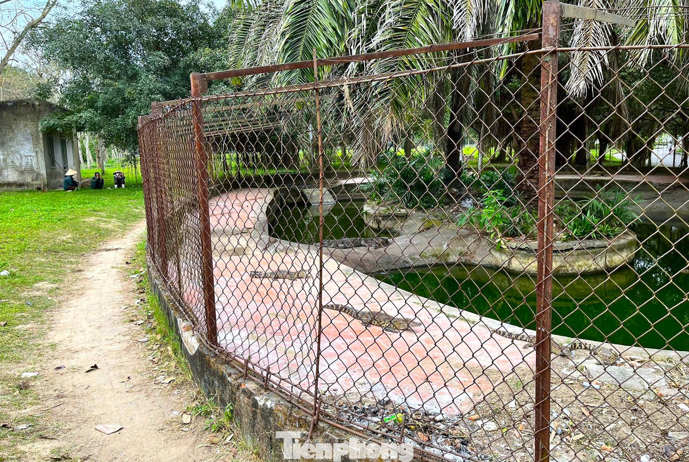 Chuồng trại nuôi cá sấu xuống cấp, nhìn bằng mắt thường không đảm bảo an toàn. Chuồng trại nuôi cá sấu xuống cấp, nhìn bằng mắt thường không đảm bảo an toàn.