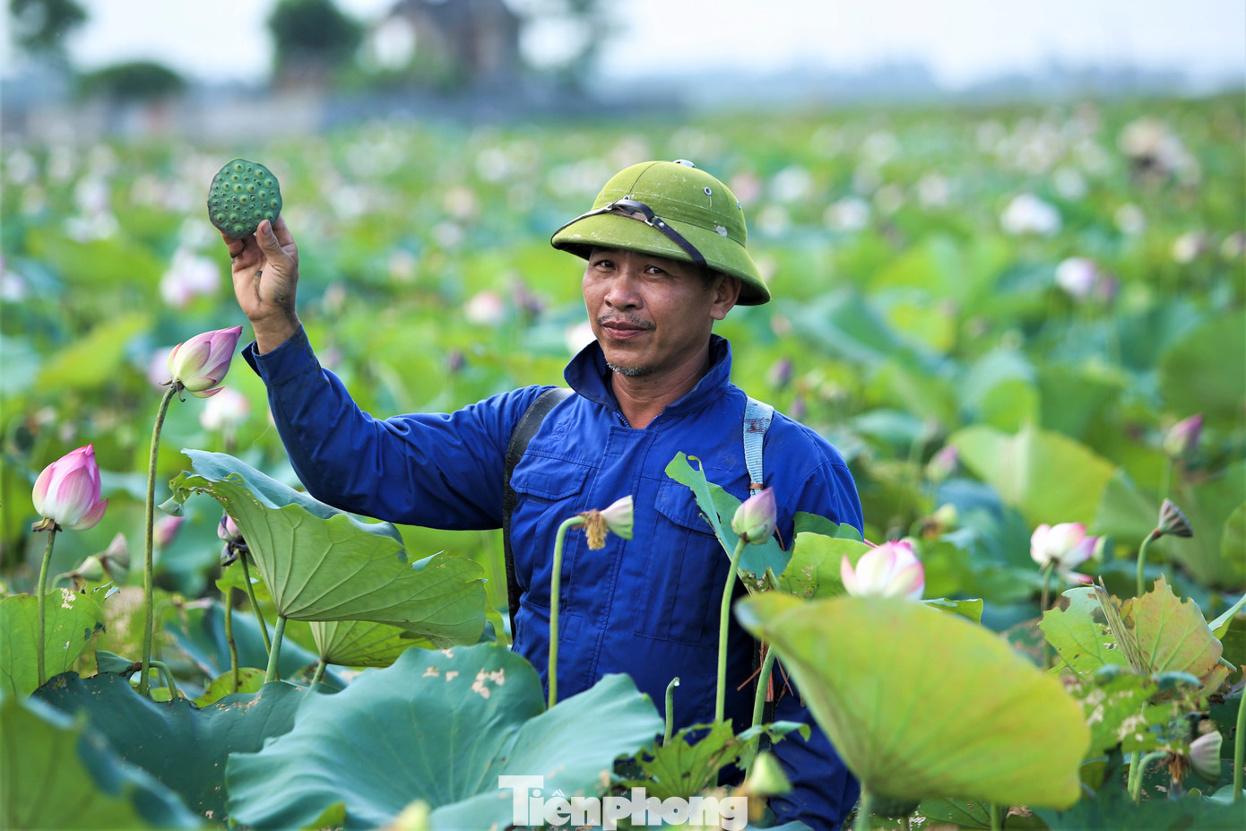 Anh Nguyễn Văn Thủy (SN 1972, trú xã Việt Tiến, huyện Thạch Hà) cho biết, gia đình anh thầu khoảng 3.000m2 đất ruộng rồi trồng sen. &quot;Sau ba năm trồng, sen đẻ cây chật kín, giúp gia đình có thêm thu nhập từ việc bán hạt sen. Dù mỗi năm chỉ một vụ nhưng hiệu quả cao hơn trồng lúa nhiều&quot;, anh Thủy nói.