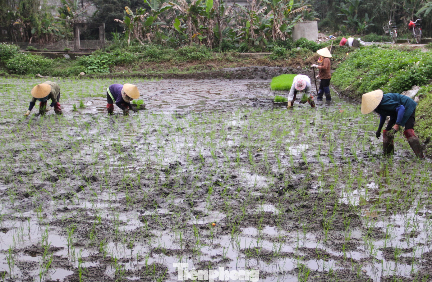 Mỗi vụ gieo cấy sẽ diễn ra trong thời gian từ 2-3 tuần. Vậy nên nhiều gia đình neo người buộc phải thuê tổ đội đến cấy thuê. Giá thuê sẽ giao động từ 600-700 nghìn đồng/1 sào lúa.
