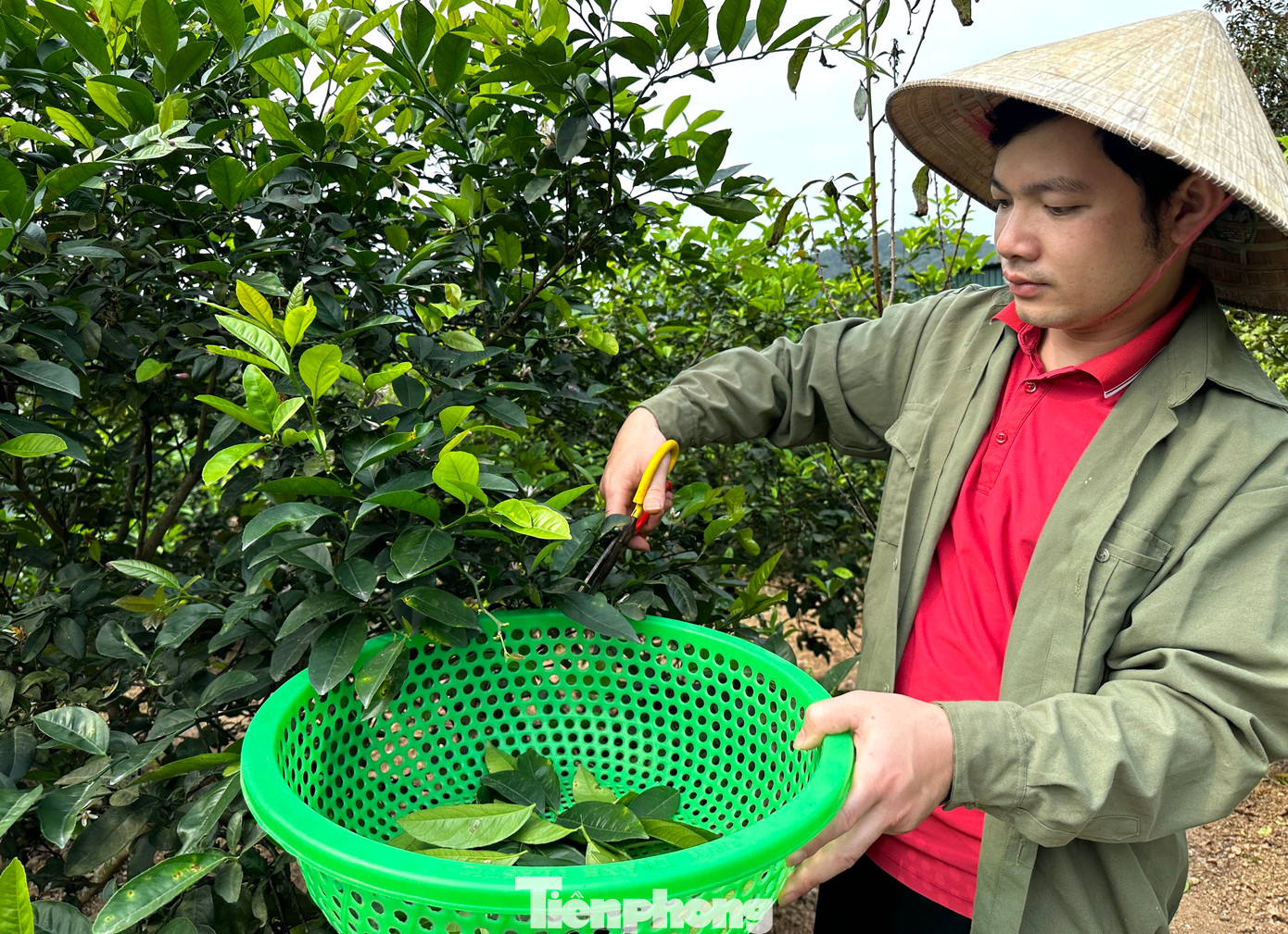 Cứ mỗi buổi sáng sớm, anh Đặng Văn Hóa (37 tuổi, trú xóm 4, xã Nam Kim) lại huy động toàn bộ người thân trong gia đình mang theo nhiều dụng cụ như kéo, rổ, bao tải ra vườn để hái lá chanh. Anh Hóa cho hay, thời điểm này, cây chanh đã ra trái nhưng việc thu hoạch lá bán vẫn được thực hiện đều đặn bình thường.