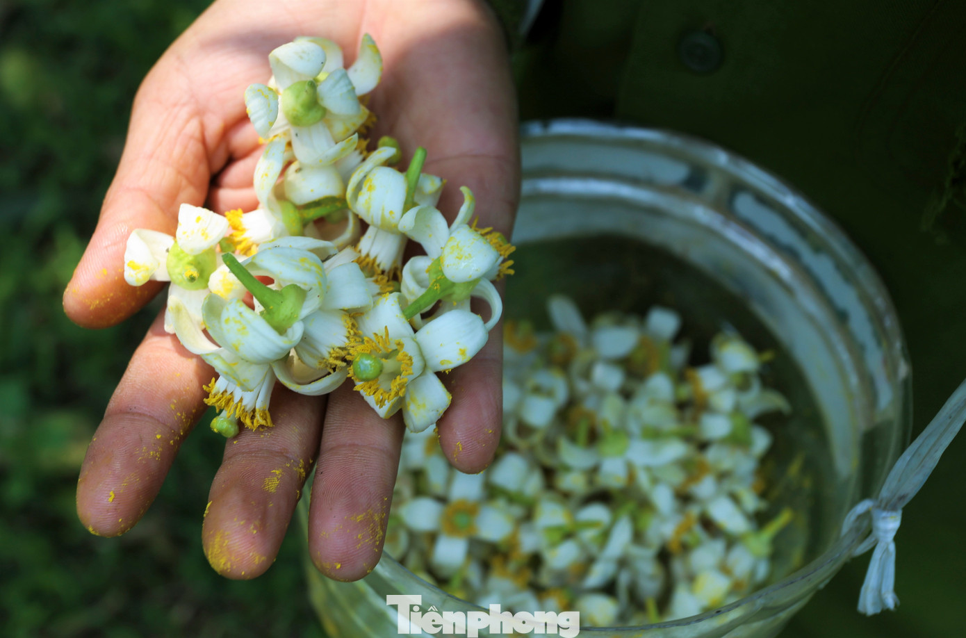 Hoa được chọn phải đều, cánh mịn, khi chấm thử vào lòng bàn tay phấn hoa màu vàng sẽ rời ra.