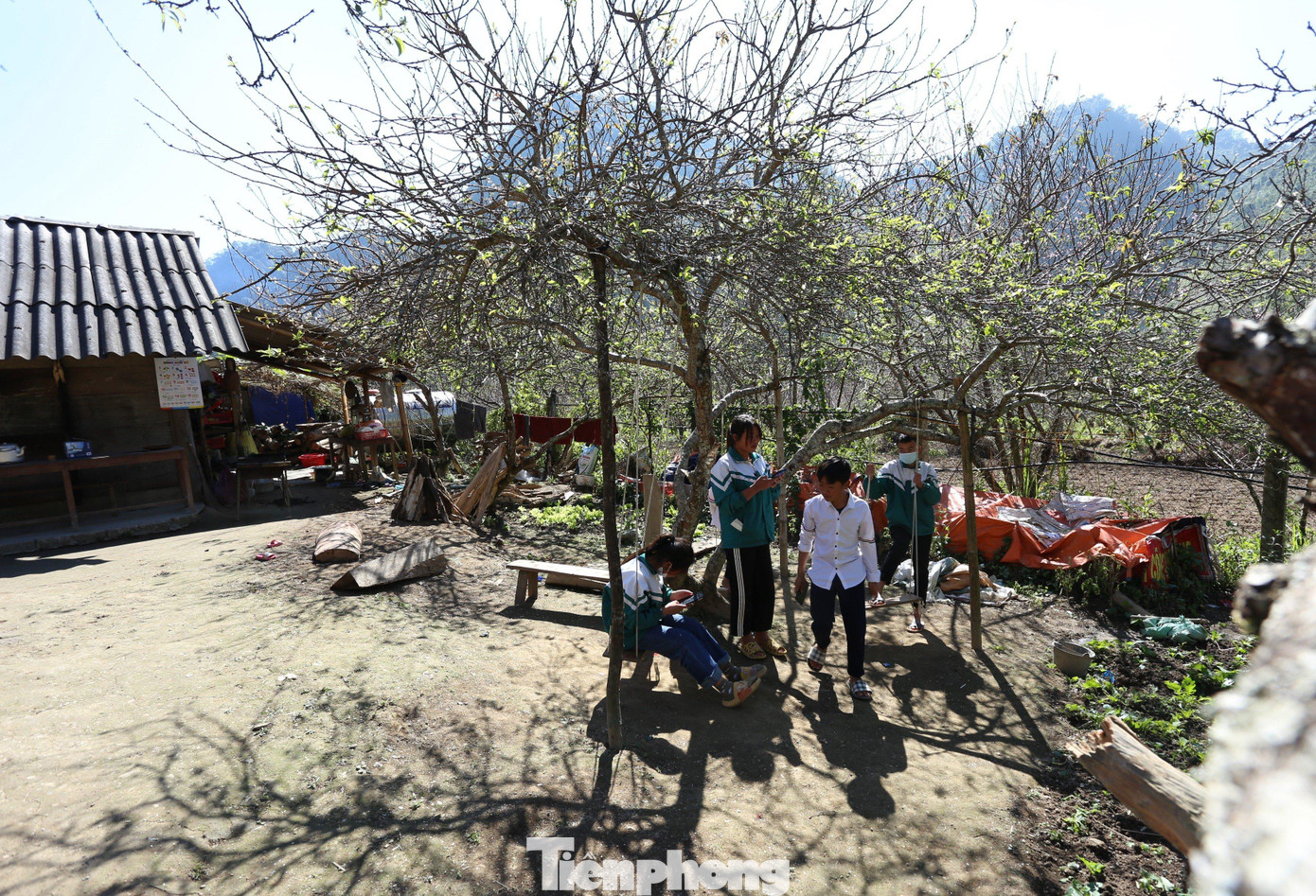 Những đứa trẻ ở Mường Lống thỏa thích vui chơi dưới cây mận, cây đào cổ thụ.