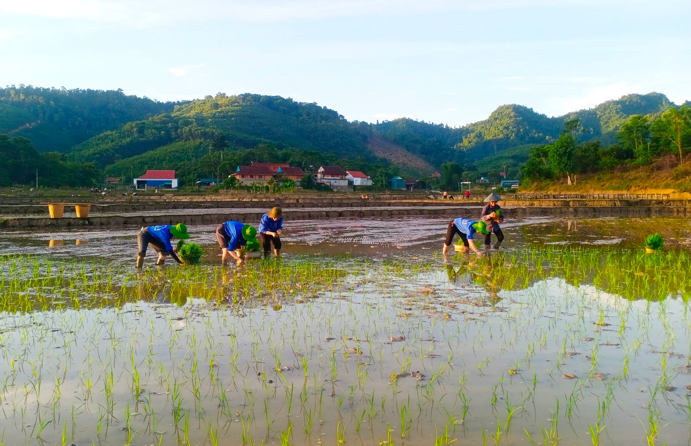 Những ngày này trên khắp các bản làng ở huyện miền núi Quỳ Châu, nơi đâu cũng có bóng dáng của thanh niên tình nguyện xuống đồng giúp cấy lúa cho các gia đình chính sách, hoàn cảnh khó khăn.