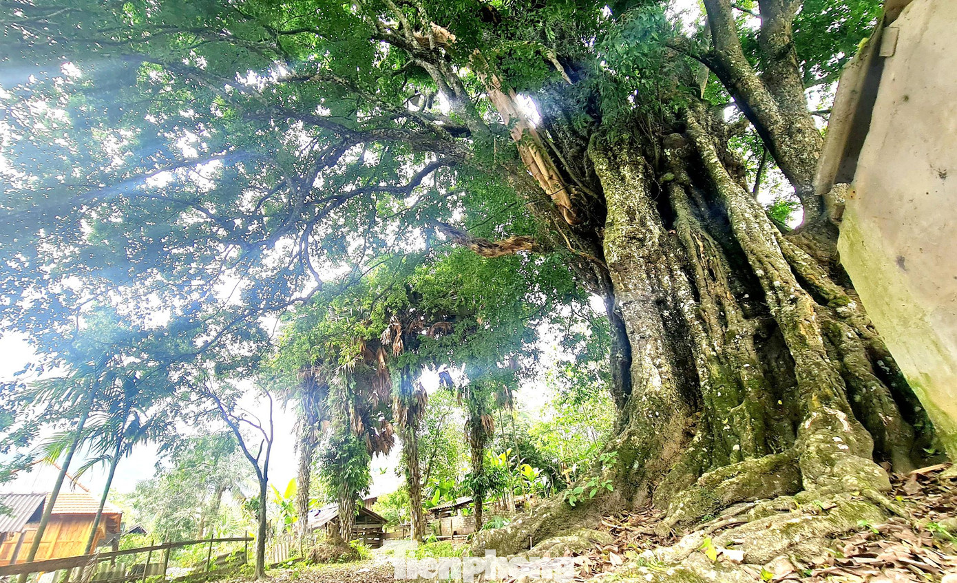 “Cây thị lớn ở khuôn viên nhà văn hóa cộng đồng bản, một cây ở phía đối diện và cây còn lại nằm trong vườn nhà dân. Người dân bản ta gọi cây thị trong khuôn viên nhà văn hóa cộng đồng là “Có Pụ” với hàm nghĩa chỉ cây thiêng. Cây thị cổ thụ cũng được cho là nơi trú ngụ của vị thần cai quản linh hồn của người dân bản Nật Trên ta đó”, ông Thái chia sẻ. “Cây thị lớn ở khuôn viên nhà văn hóa cộng đồng bản, một cây ở phía đối diện và cây còn lại nằm trong vườn nhà dân. Người dân bản ta gọi cây thị trong khuôn viên nhà văn hóa cộng đồng là “Có Pụ” với hàm nghĩa chỉ cây thiêng. Cây thị cổ thụ cũng được cho là nơi trú ngụ của vị thần cai quản linh hồn của người dân bản Nật Trên ta đó”, ông Thái chia sẻ.