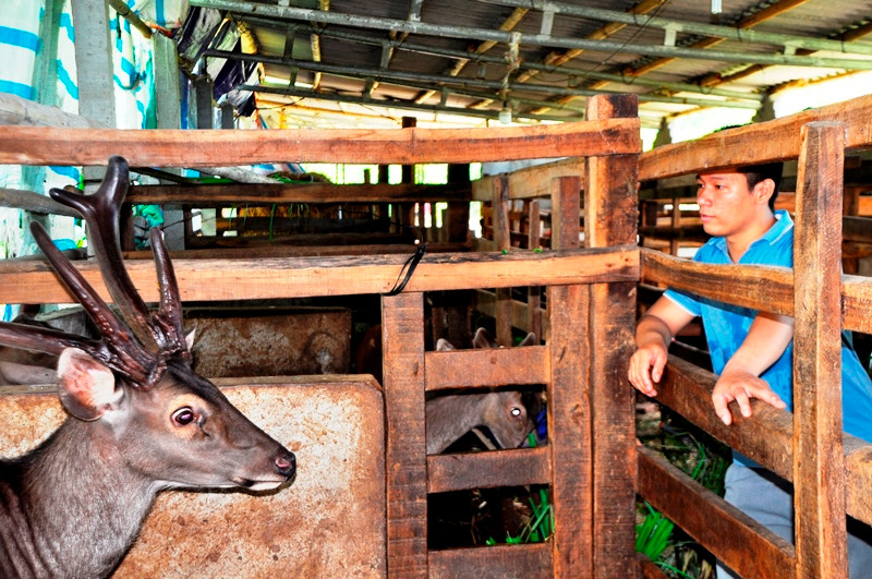 Ngoài hươu sao là vật nuôi chủ đạo, Quế còn nuôi thêm nai lấy nhung bước đầu có thành quả.