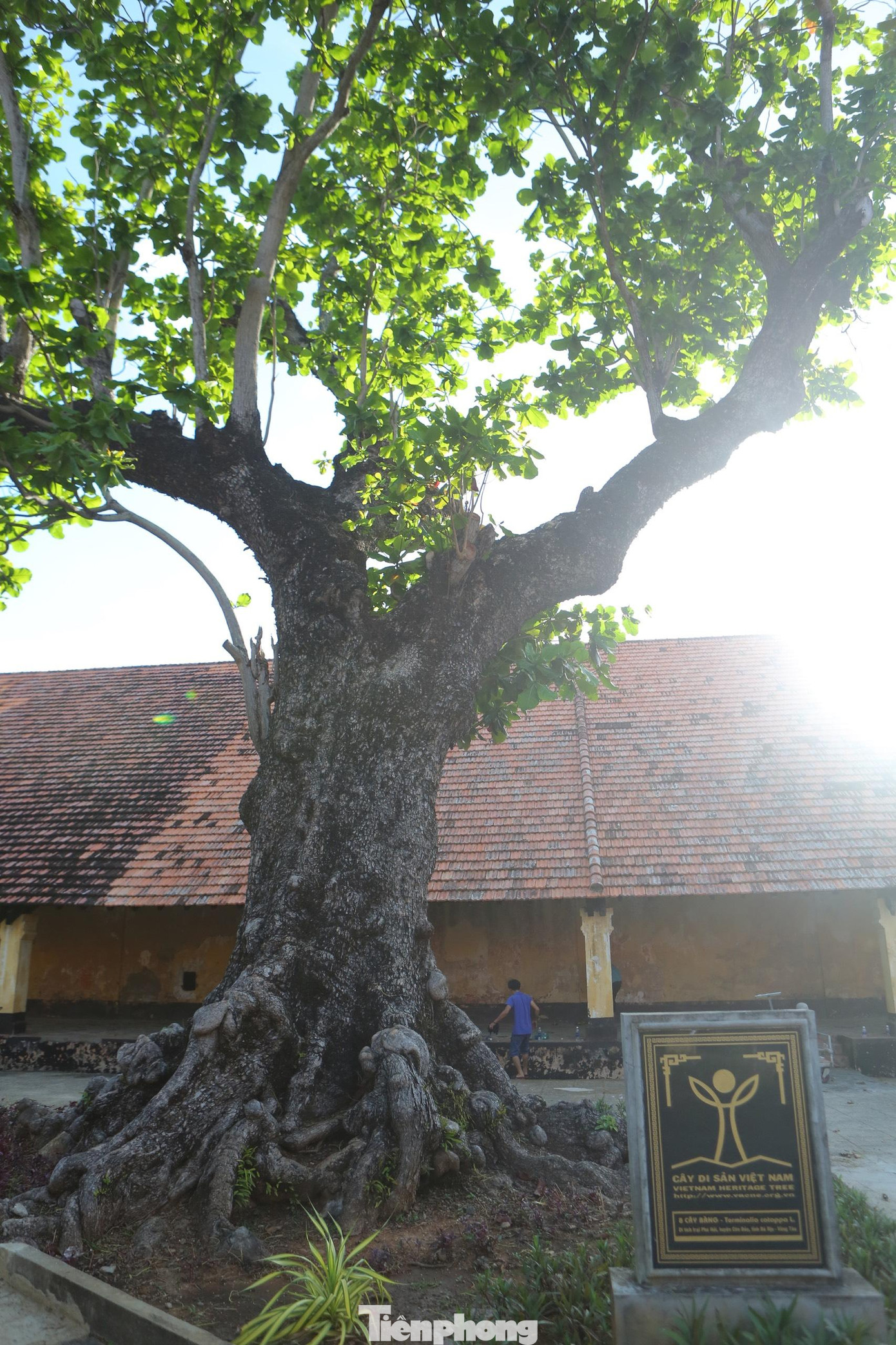 Đó là 8 cây bàng trong quần thể 79 cây di sản ở Côn Đảo được Hội bảo vệ thiên nhiên và Môi trường Việt Nam công nhận.