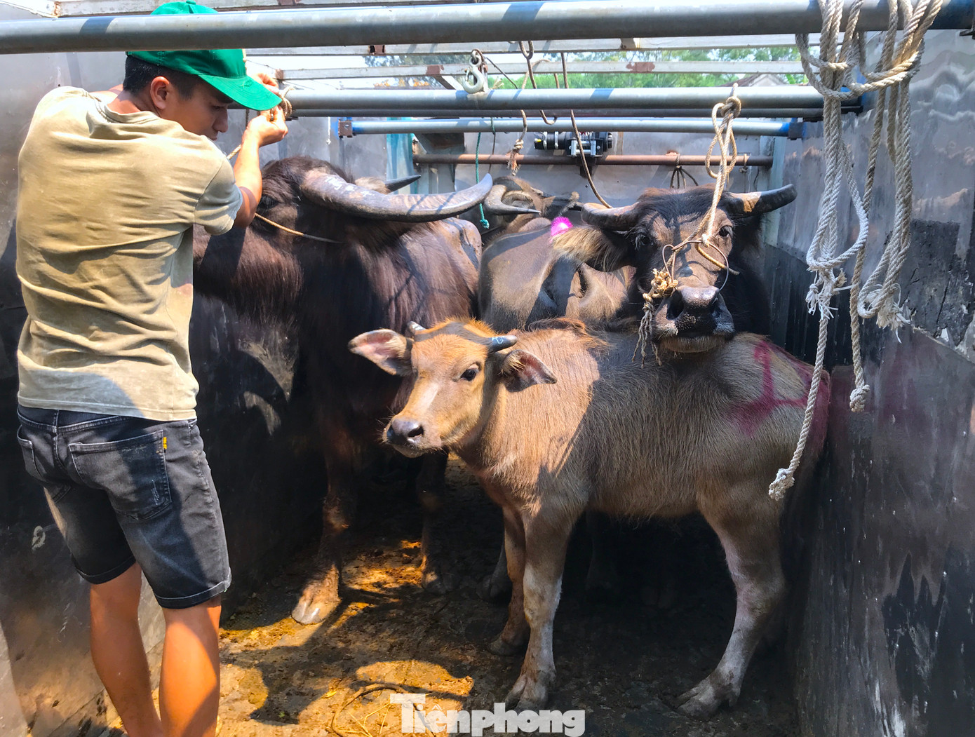 Những chiếc xe tải thùng tấp nập đến mua và rời đi khi thùng đã chứa đầy trâu, bò.