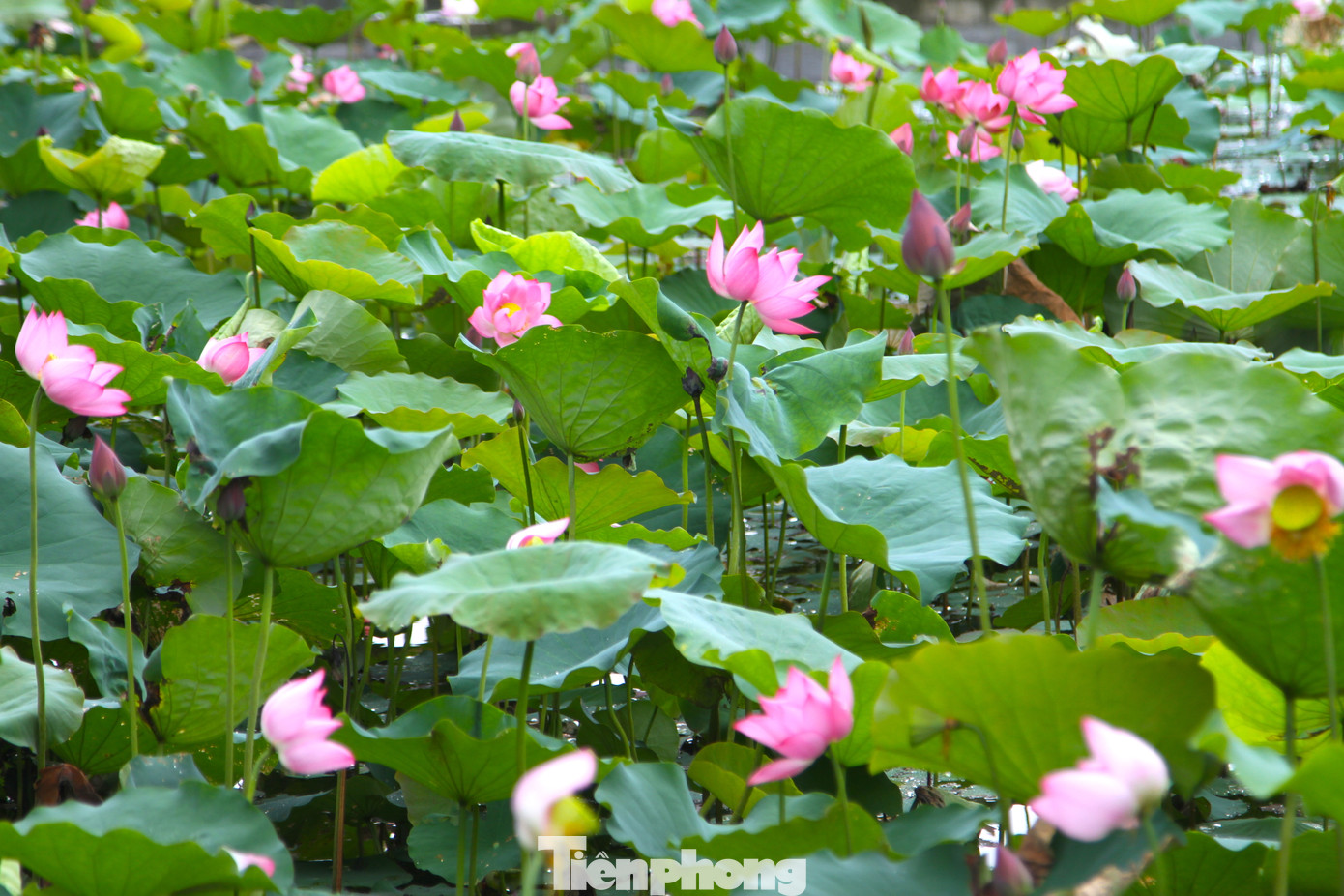 Theo các bậc cao niên tại xã Kim Liên, tên Làng Sen quê nội của Bác có từ xa xưa.