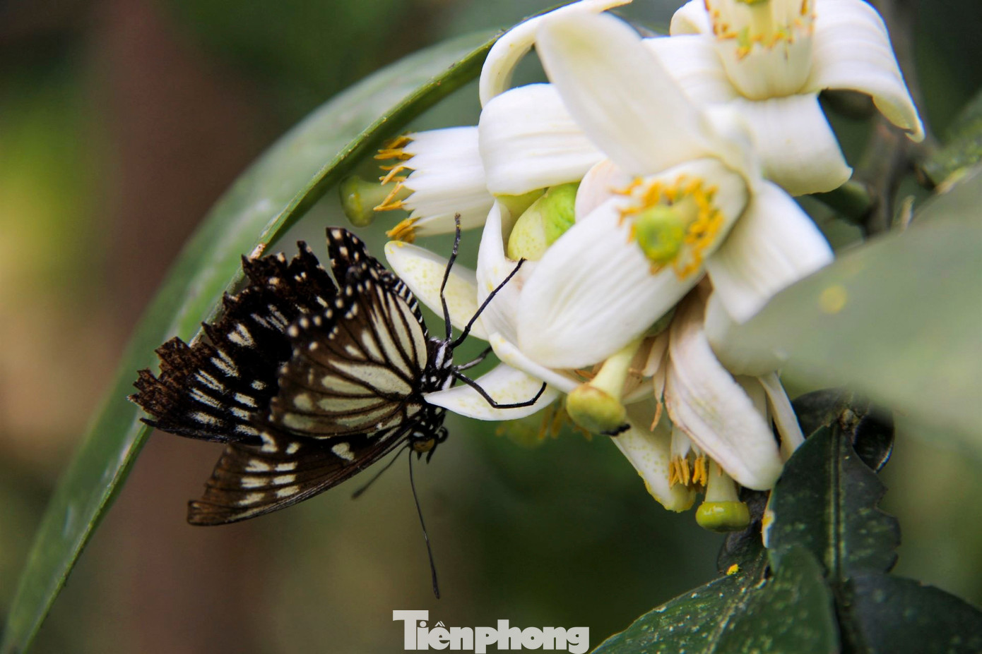 Bưởi Phúc Trạch được chia thành 2 loại. Loại được nhân giống bằng cách chiết cành hoặc ghép mắt, thường gọi là bưởi đường. Loại được nhân giống bằng hạt được gọi là bưởi chua, có sức sống khỏe hơn nhưng chất lượng quả kém hẳn so với cây chiết, ghép.