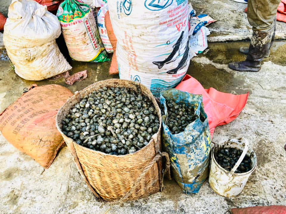 Sau khi những giỏ, bì đầy ắp ốc bươu vàng, các đoàn viên tập kết lại rồi tiếp tục triển khai bắt trên các cánh đồng. Sau khi những giỏ, bì đầy ắp ốc bươu vàng, các đoàn viên tập kết lại rồi tiếp tục triển khai bắt trên các cánh đồng.