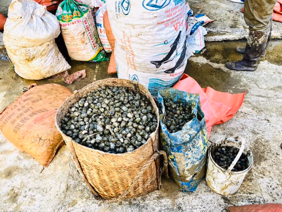 Sau khi những giỏ, bì đầy ắp ốc bươu vàng, các đoàn viên tập kết lại rồi tiếp tục triển khai bắt trên các cánh đồng.