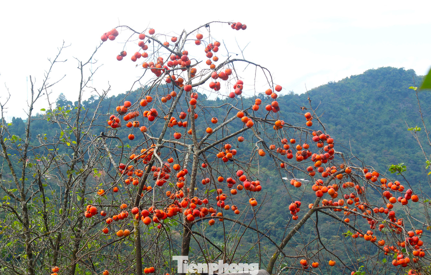 Những cây hồng rụng hết lá chỉ còn trơ lại trên cành những chùm quả chín đỏ như một bức tranh thơ mộng giữa trời đông.