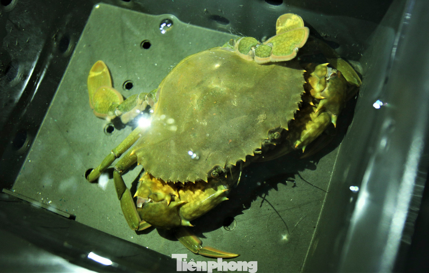 Hơn 1 tháng nuôi trong hộp nhựa, lứa cua đã sinh trưởng nhanh, tỷ lệ sống cao, đạt hơn 90%. Cứ 15 ngày cua lột một lần, mỗi lần lột, trọng lượng sẽ tăng 50g - 100g. Sau khoảng 2 tháng nuôi, trọng lượng cua sẽ đạt từ 300g - 400g/con là sẽ tiến hành thu hoạch. “Mỗi kg cua thịt được bán với giá dao động từ 600 - 700 nghìn đồng, cua lột có giá 800 - 850 nghìn đồng (có chất dinh dưỡng cao gấp 20% so với cua thịt). Khoảng 10 - 12 ngày tới, trại sẽ thu hoạch hơn 500 con, trung bình 3 - 4 con/kg. Tính ra thu về khoảng hơn 100 triệu đồng, trừ chi phí lãi hơn 70 triệu đồng”, chủ trại chia sẻ.