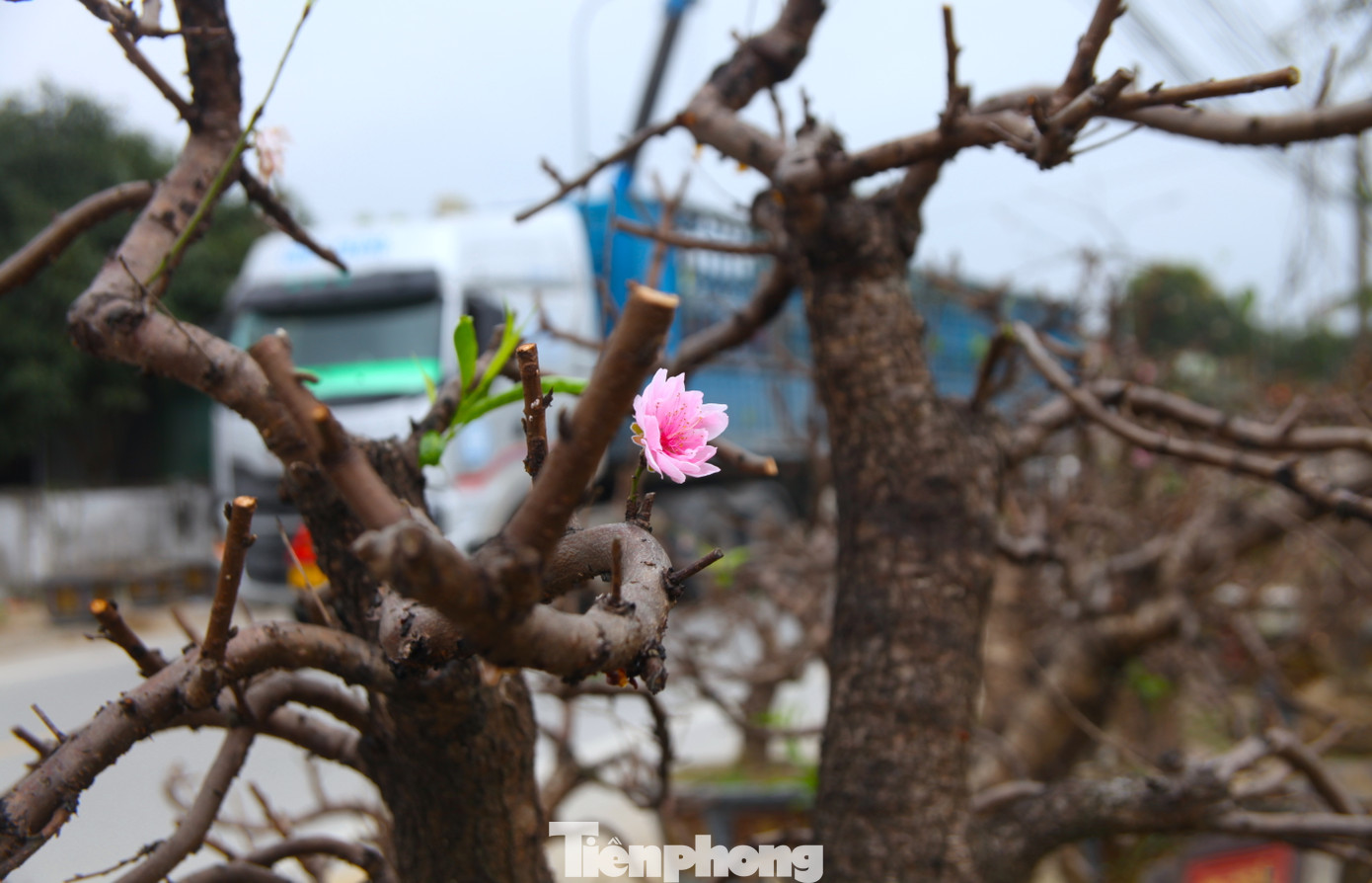 Theo ông Hồng, tùy thuộc vào gốc cây lớn nhỏ khác nhau mà có giá thuê chăm sóc khác nhau. Trung bình giá thuê trồng khoảng từ 2-5 triệu đồng mỗi cây. Có những cây cổ thụ, giá trị cao thì tiền chăm sóc thuê càng cao. Có cây tiền công chăm sóc phải đến 30 triệu đồng.