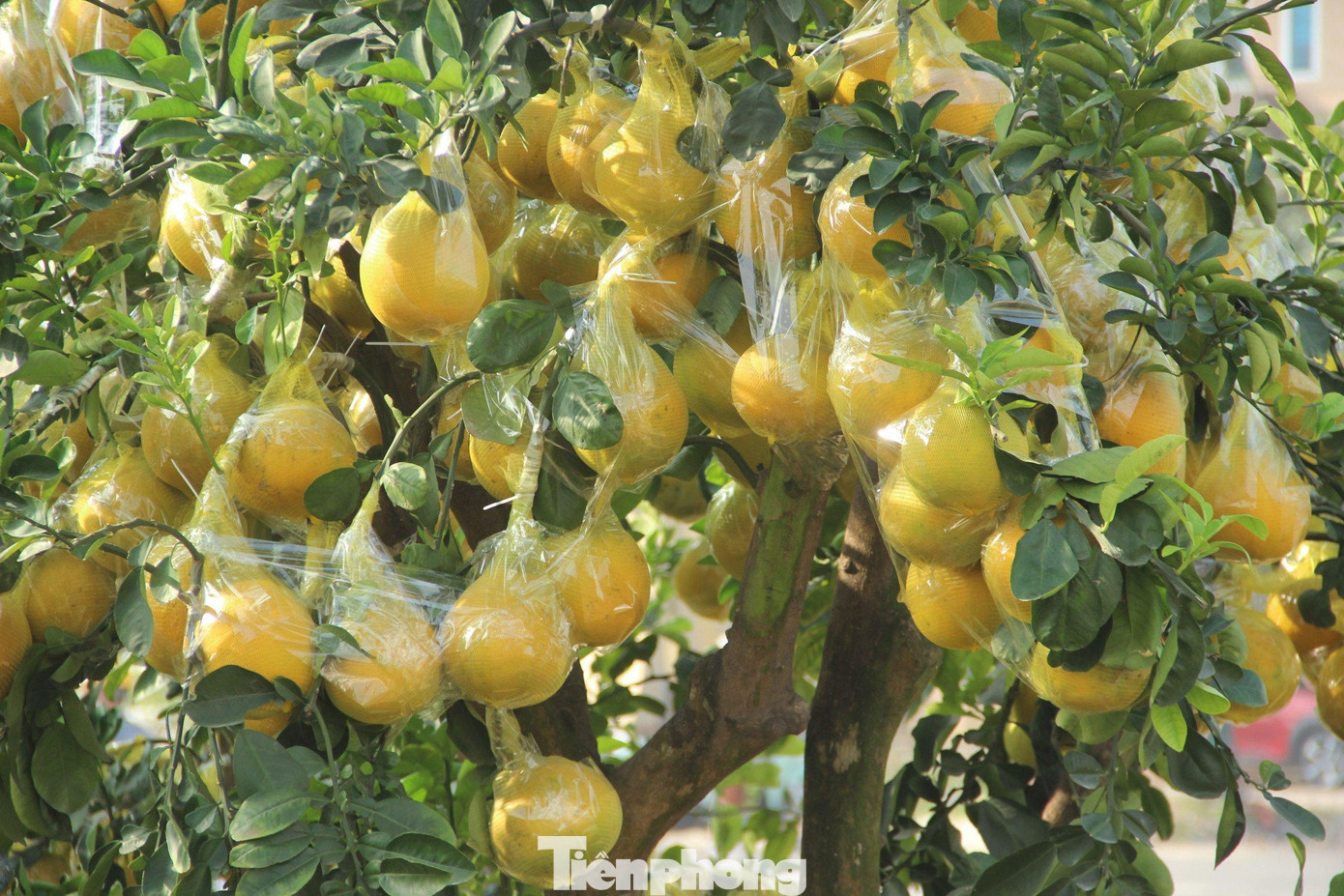 Trong quá trình di chuyển, quả cũng sẽ được bọc bao, dán băng dính chặt vào nhau để tránh làm gãy cành, rụng quả. Trong quá trình di chuyển, quả cũng sẽ được bọc bao, dán băng dính chặt vào nhau để tránh làm gãy cành, rụng quả.