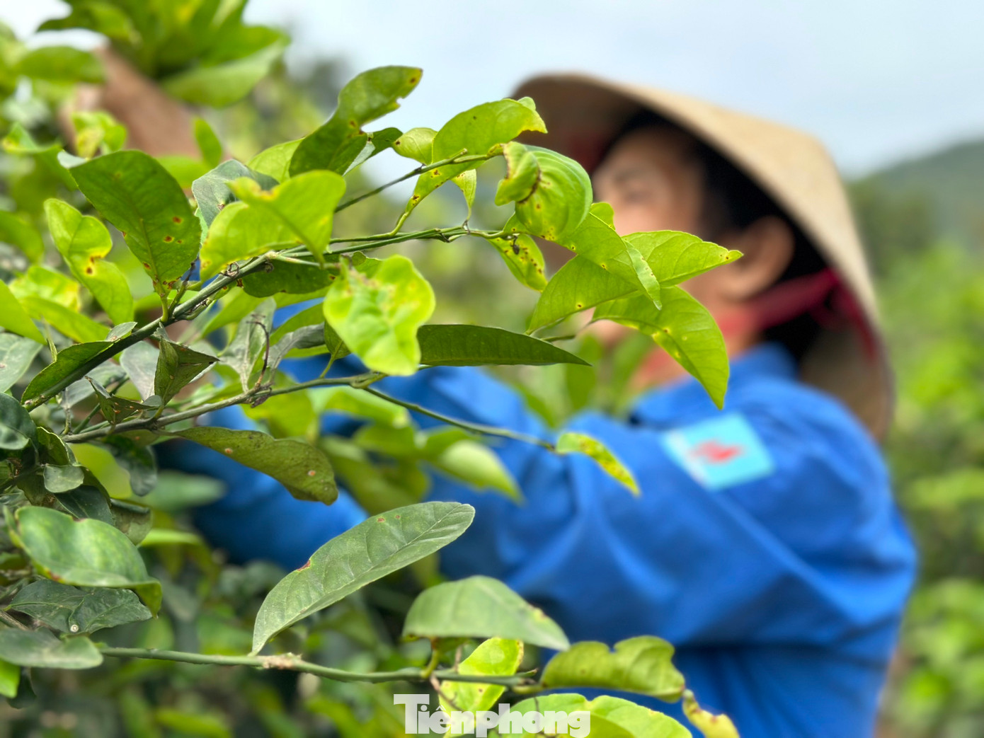 Thời gian đầu, người dân ở xã Nam Kim chỉ trồng cây chanh xen kẽ trong vườn với những cây ăn quả khác. Nhưng khi thấy cây chanh cho thu nhập tốt hơn những cây khác, người dân bắt đầu chuyển dần sang trồng chanh. "Đây là loại cây dễ tính, có tuổi thọ lâu, mỗi năm chỉ cần chăm sóc 3 lần, mùa nắng thì tưới thường xuyên để giữ nước cho cây", anh Hóa chia sẻ.