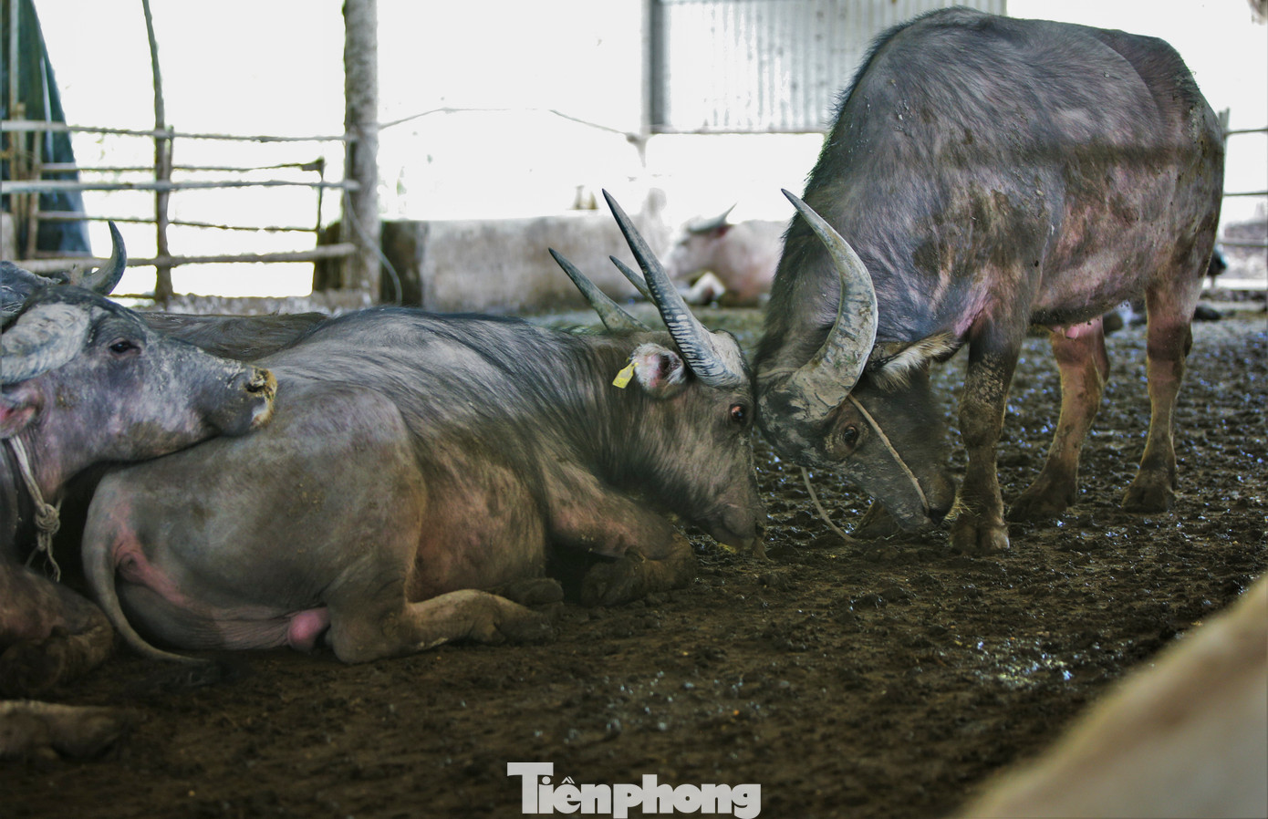 "Mỗi con trâu giống khi mua về đã có trọng lượng khoảng 400kg. Khi về trại sẽ được nuôi vỗ béo 4-5 tháng để đạt trọng lượng 600-650kg sẽ xuất bán”, ông Nguyễn Quang Thông cho hay.