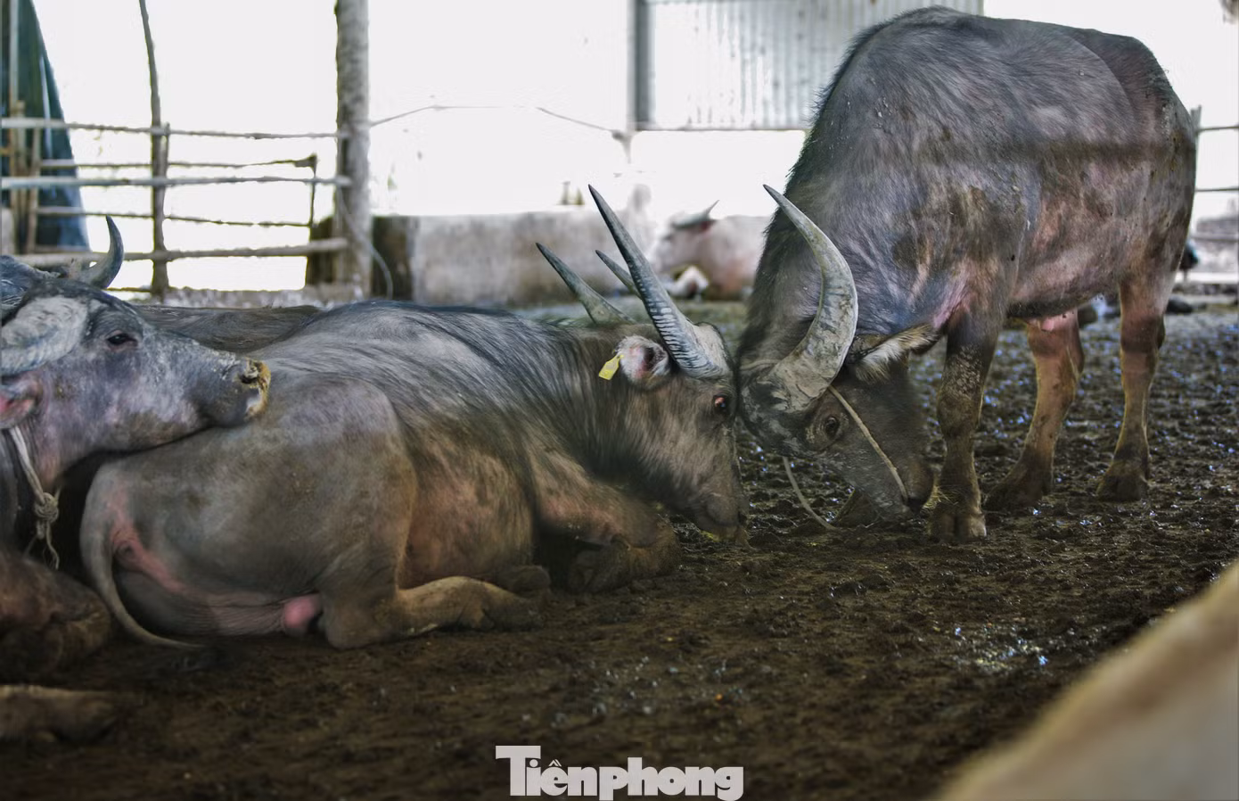 "Mỗi con trâu giống khi mua về đã có trọng lượng khoảng 400kg. Khi về trại sẽ được nuôi vỗ béo 4-5 tháng để đạt trọng lượng 600-650kg sẽ xuất bán”, ông Nguyễn Quang Thông cho hay.