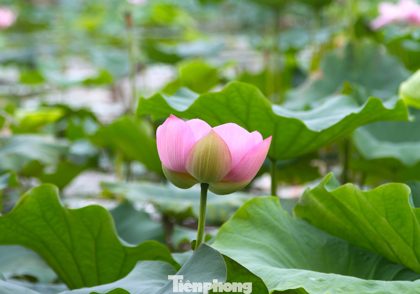 Cây sen là biểu tượng cho sự sống mãnh liệt và là loài thực vật thủy sinh.