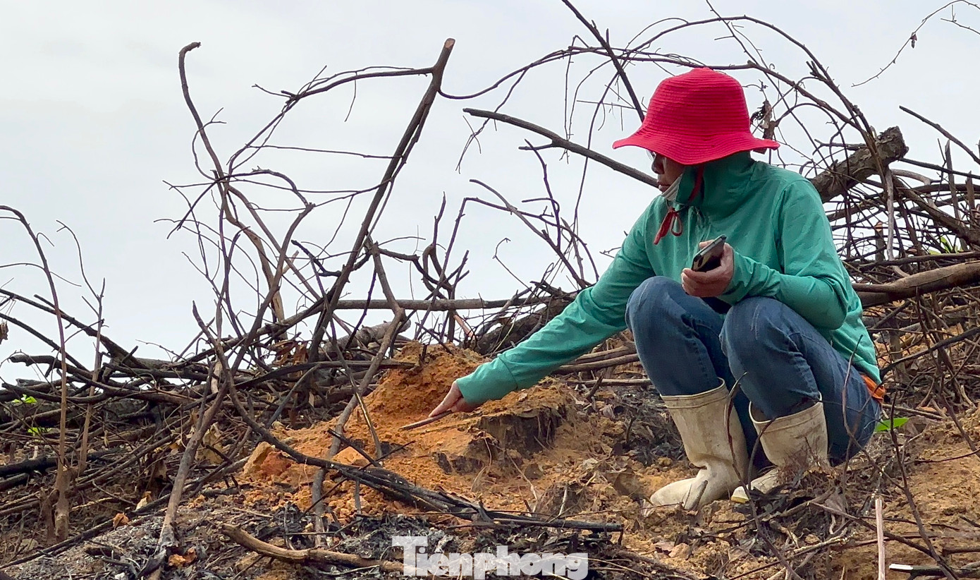 Một số gốc cây sau khi chặt bị vùi dưới đất. Một số gốc cây sau khi chặt bị vùi dưới đất.