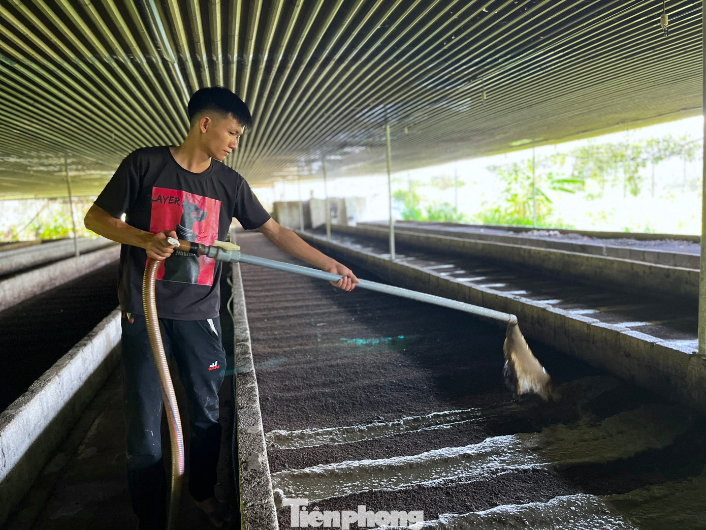 Anh Tú cho hay, công đoạn chăm sóc trùn không quá phức tạp. Cả trang trại rộng hơn 2000m2 nhưng chỉ có 2 người làm việc. Cứ khoảng 2 tháng, một lứa trùn sẽ được xuất bán một lần. Mặc dù sản xuất hết công suất nhưng lượng trùn quế và phân trùn anh Tú bán ra cũng không đủ đáp ứng nhu cầu của người dân trên địa bàn.